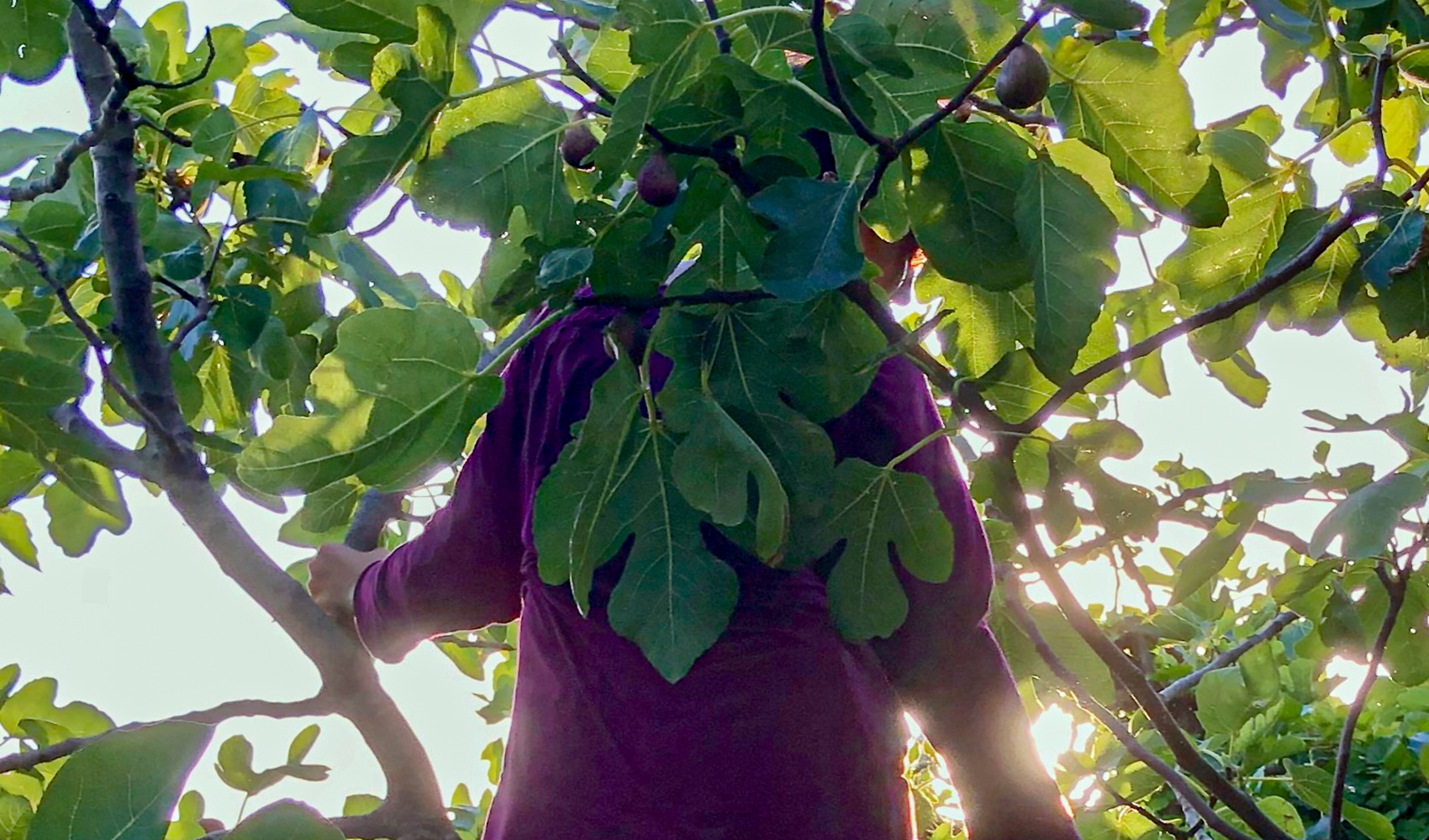 Orchard Scala Santa